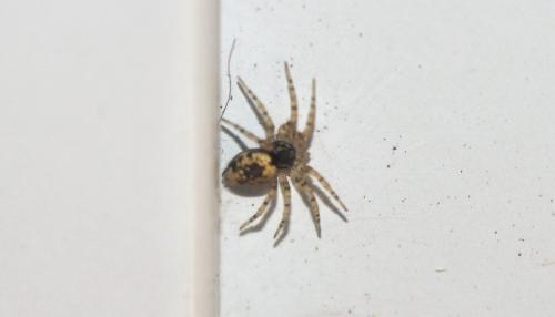 Oecobius maculatus